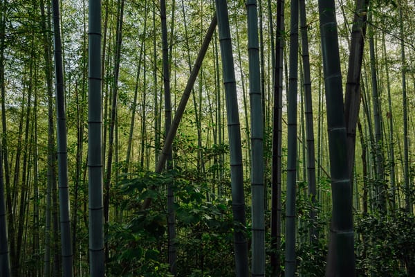 OBSERVATION — II · 02